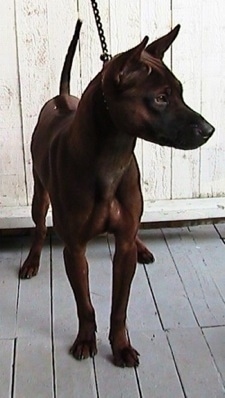 Front view - A brown Thai Ridgeback dog standing on a wooden porch looking to the right. It has very short hair and wrinkles on its head. There is a line down the center of the dog's back.
